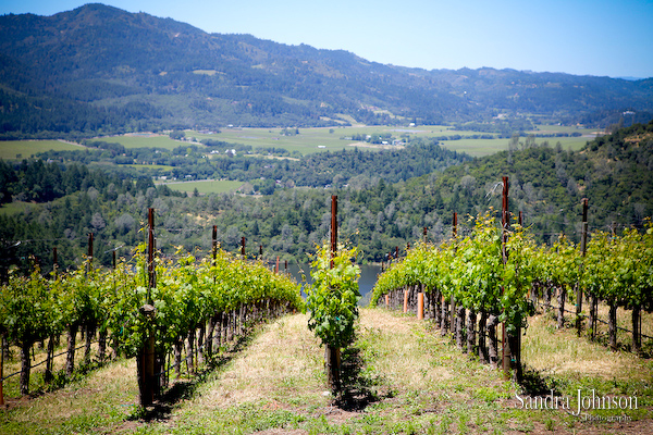 Best Napa Valley Wedding Photos - Sandra Johnson (SJFoto.com)